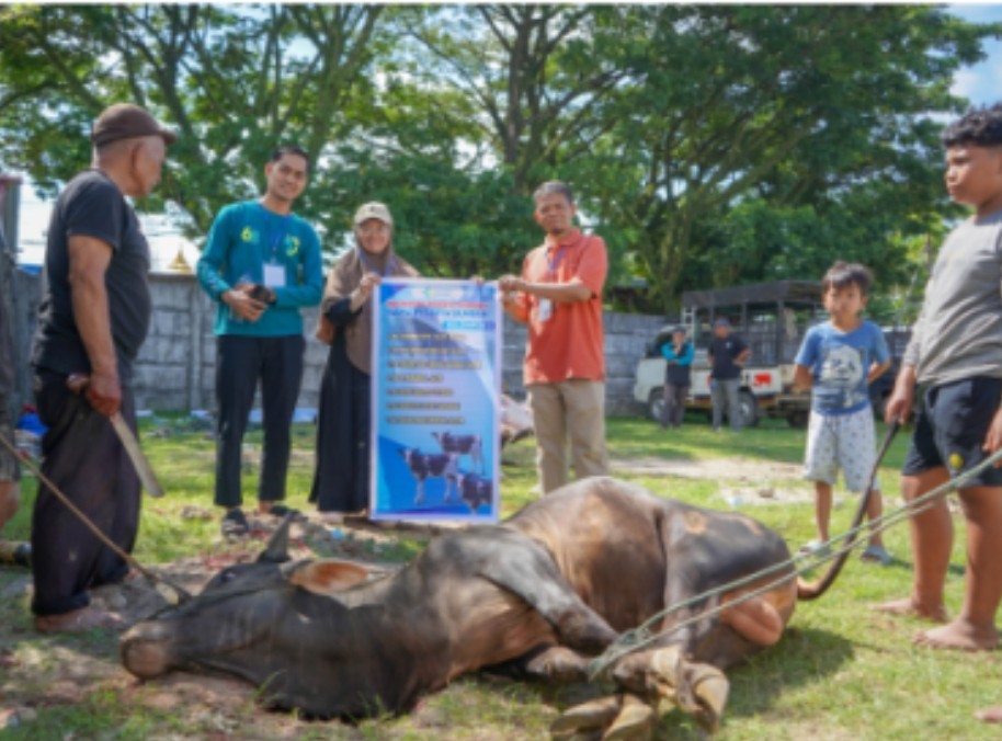 RSUP Dr. M. Djamil Padang melaksanakan penyembelihan hewan kurban, Kamis (28/5) di lapangan kompleks rumah sakit.Foto:Dokumentasi RSUP M Djamil Padang